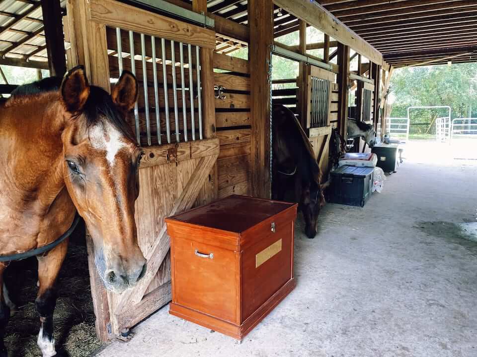 Horses in a barn