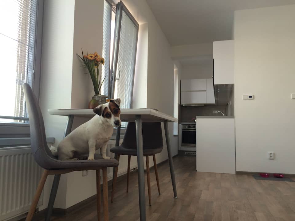 cute dog on a chair