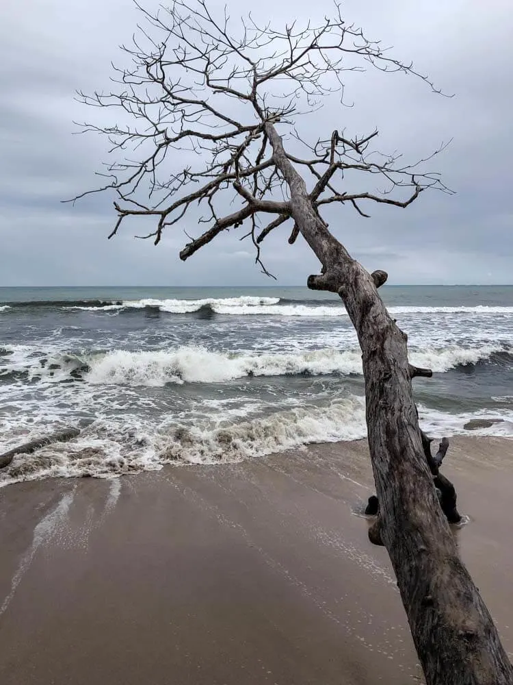 Beach with a dead tree