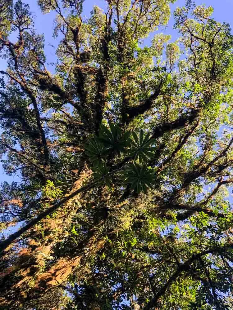 Bromeliads growing on trees in Costa Rica