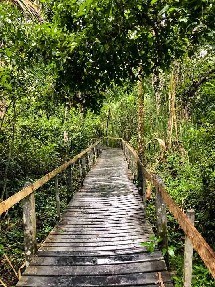 Rain on a hiking trail in a Costa Rica national park