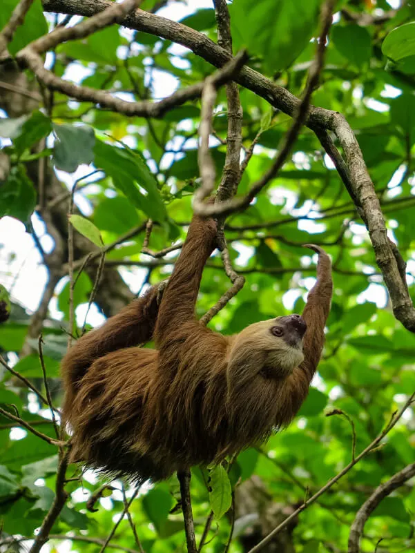 A sloth in a national park in Costa Rica