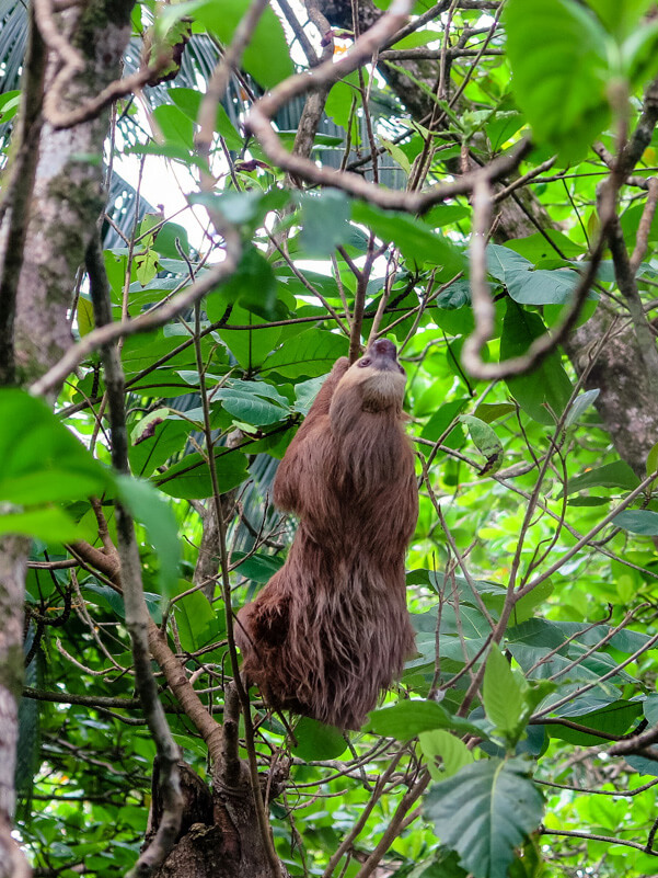 a closeup of a sloth