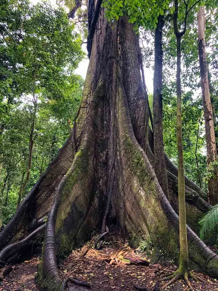 a trunk of a large tree in a Costa Rica National Park