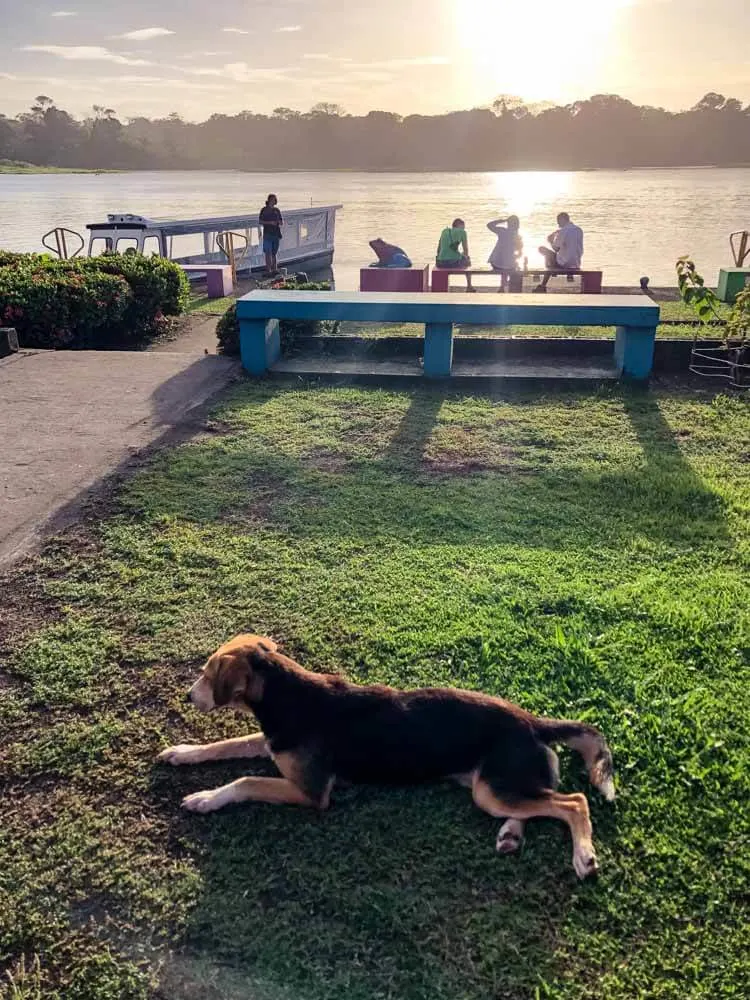 a dog relaxing in the sun