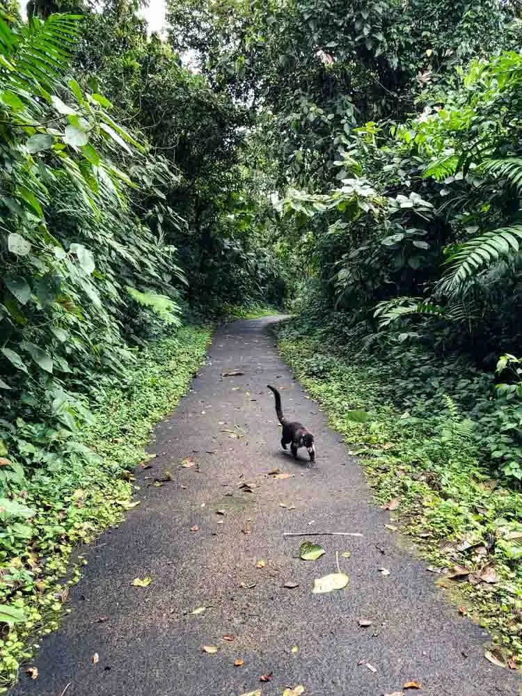 Coati in a Costa Rica National Park