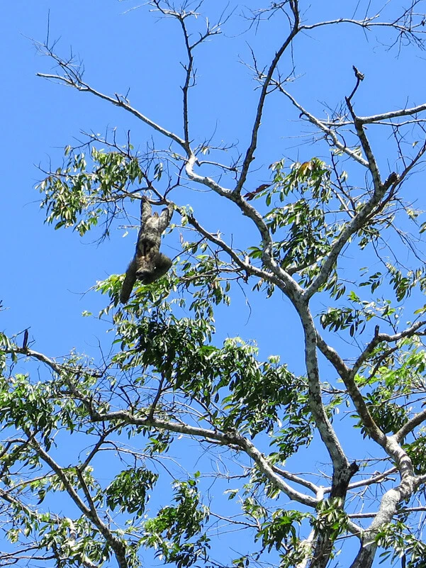 a sloth hanging from a tree