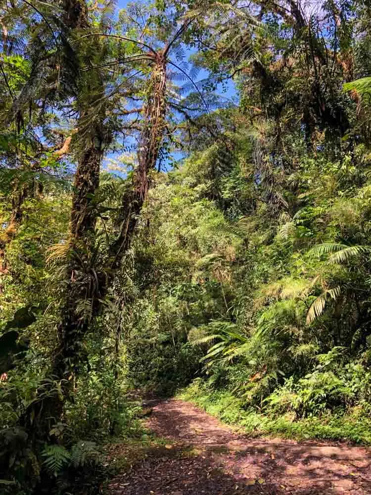 a path in a Costa Rica Reserve