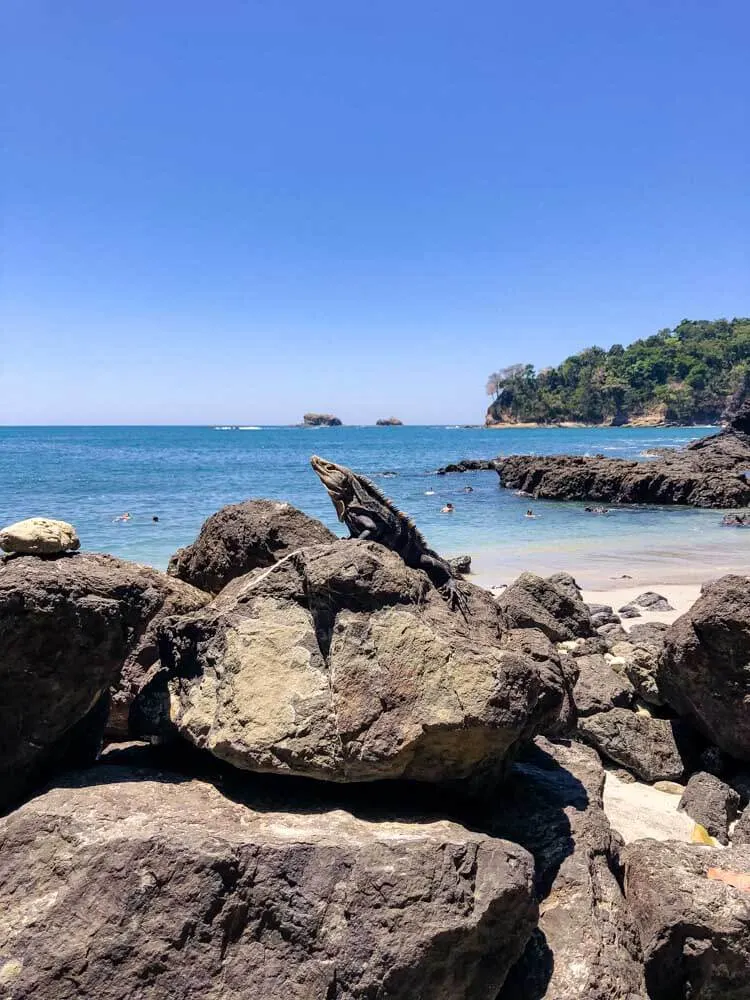 an iguana posing on a beach in Costa Rica