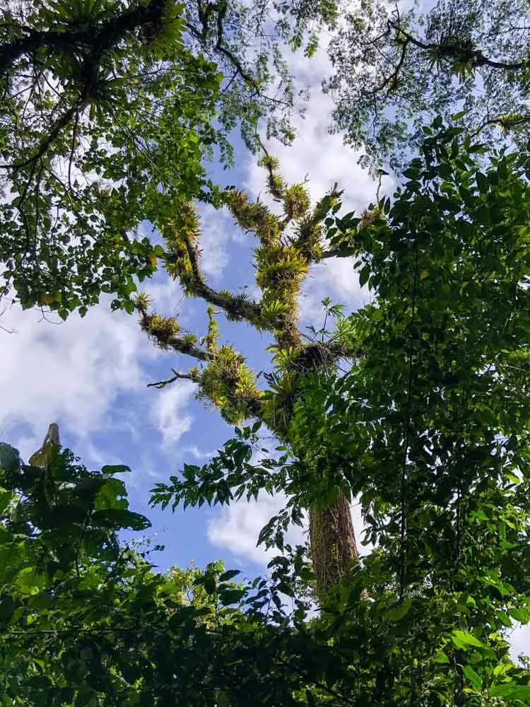 view of tropical tree tops from below