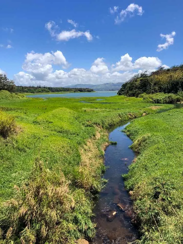 view of lush greenery in Costa Rica