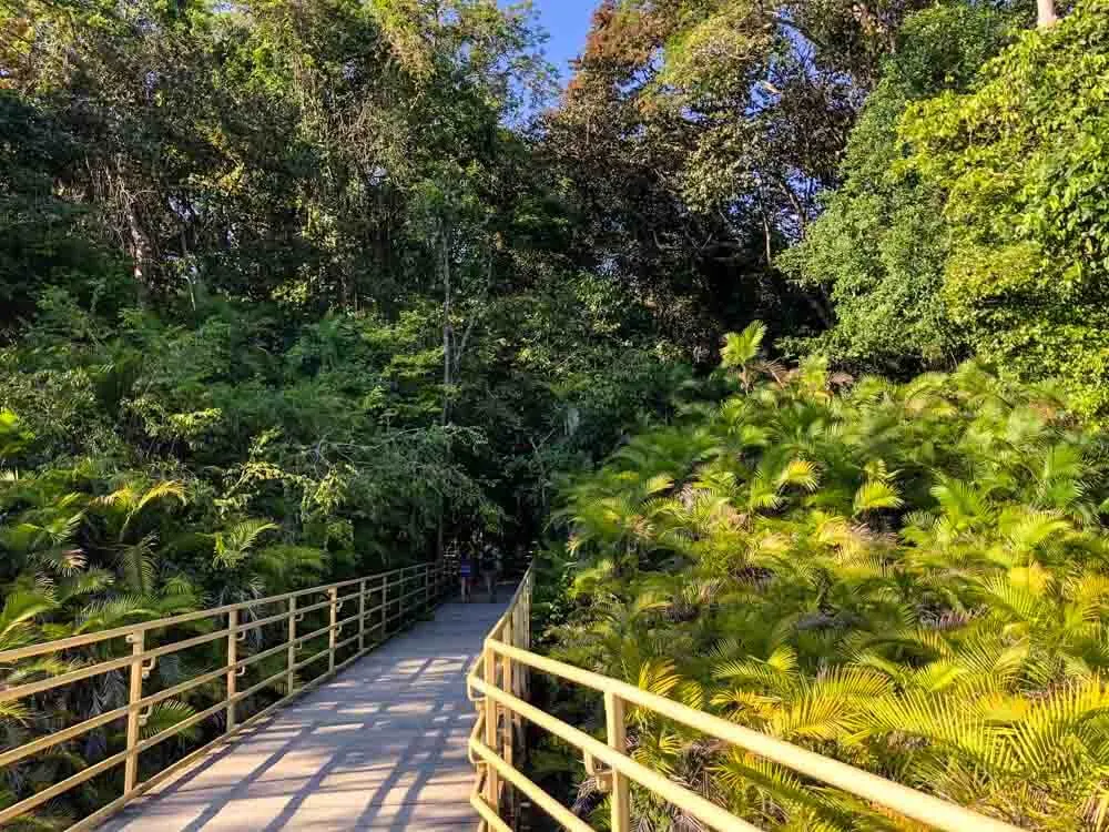 a trail leading through a lush tropical forest