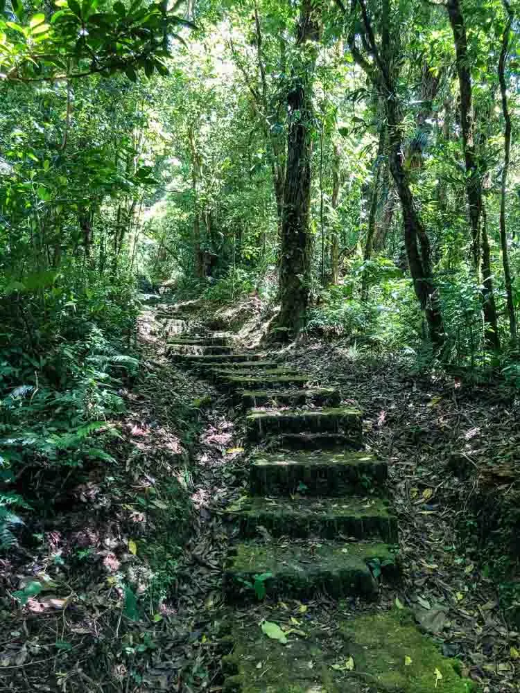 A path through greenery in a cloud forest in Costa Rica