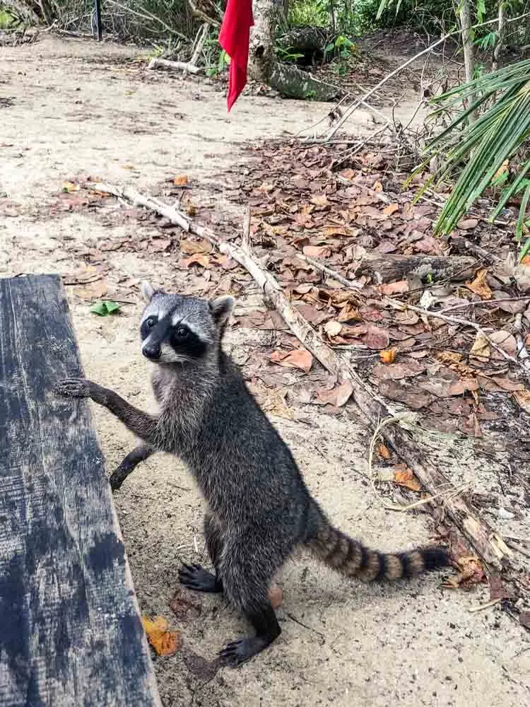 racoon begging for food