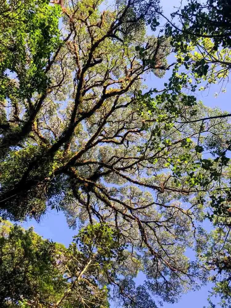 thick branches of a cloud forest in Costa Rica