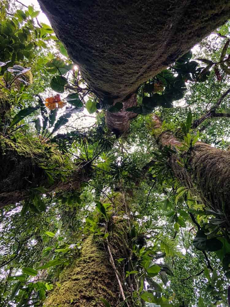 Lush tropical tree tops from below
