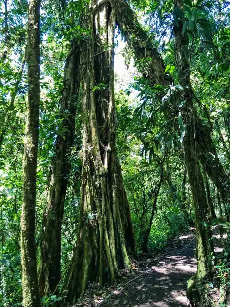 Trees lining paths in Monteverde Reserve