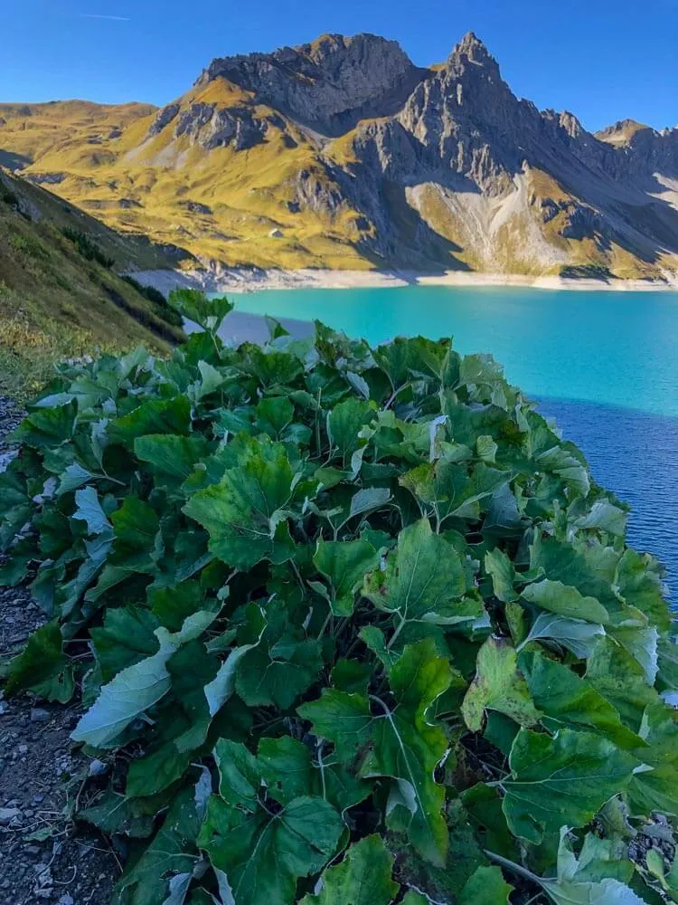 Plants growing around an Alpine lake