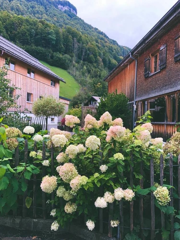 Flowers blossoming near wooden houses in Mellau Austria