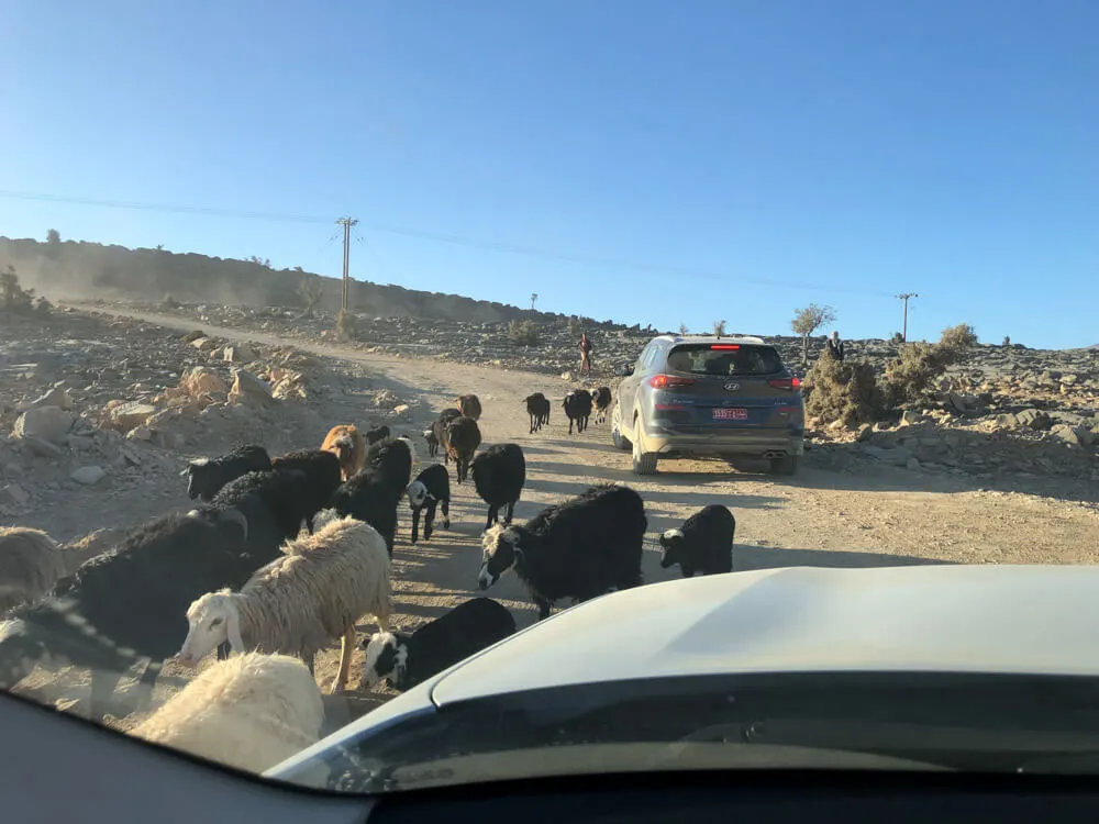 Goats blocking a road in Oman