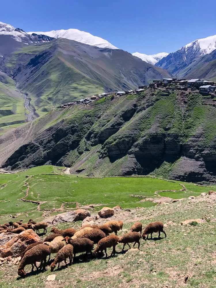 Sheep and village of Xinaliq Azerbaijan