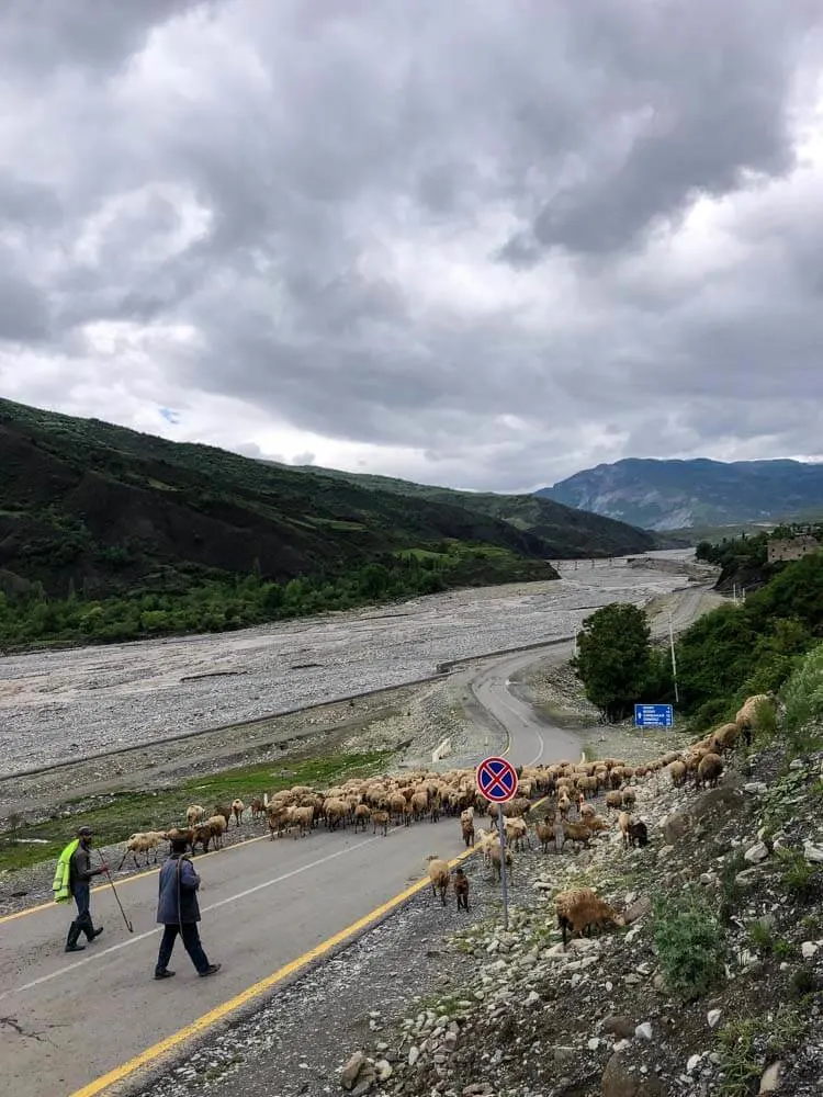 Sheep crossing a road in Azerbaijan