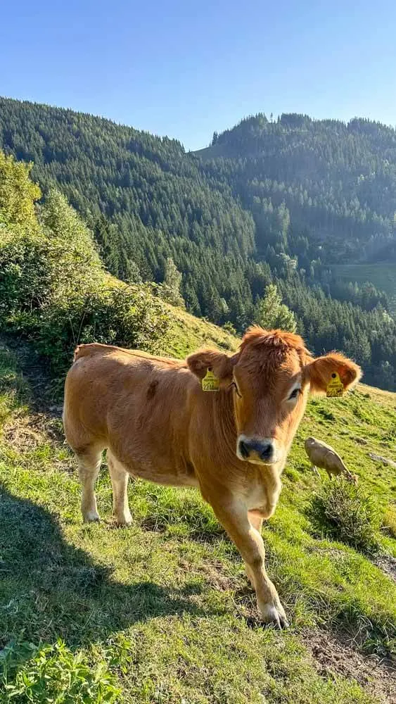 A cow posing with the view of Styrian Alps