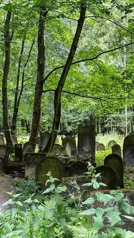 Greenery taking over the Jewish Cemetery in Lodz