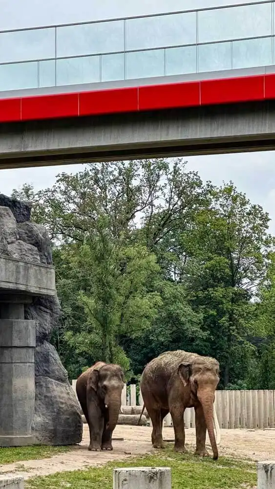 Elephants at Lodz Zoo
