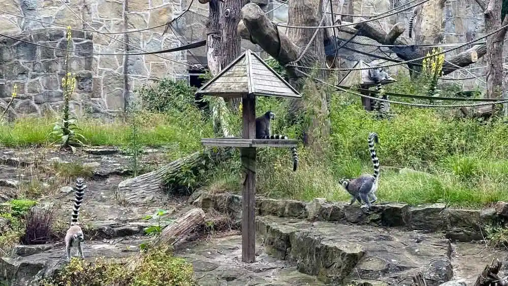 Lemurs at Lodz Zoo