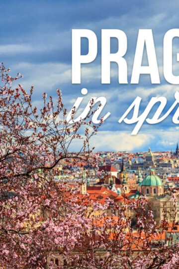 A stunning springtime scene of Prague with delicate pink cherry blossoms in the foreground and the city’s iconic architecture in the background. The text "PRAGUE in spring" highlights the seasonal charm.