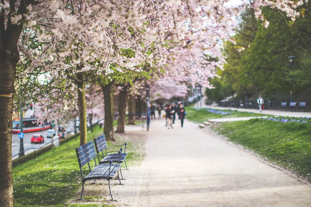 A serene park scene in Prague featuring cherry blossom trees in full bloom, their delicate pink petals creating a picturesque canopy over the walking paths. The vibrant blossoms contrast beautifully with the fresh green grass, epitomizing the essence of spring in Prague.