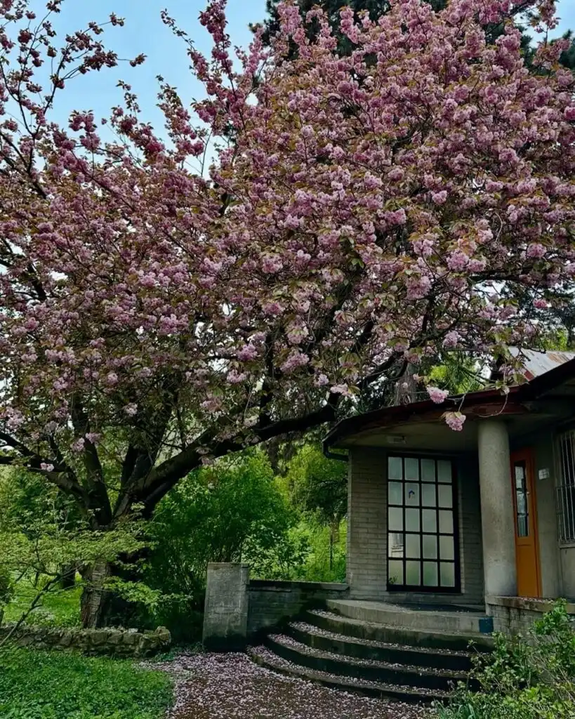 Blooming pink cherry blossom tree beside a rounded concrete entrance with glass doors in a lush, green setting in Prague.