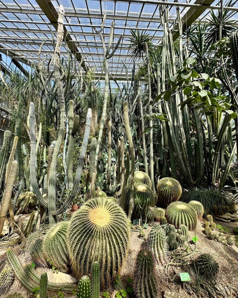 Cactus garden with tall and round varieties growing under a glass roof.