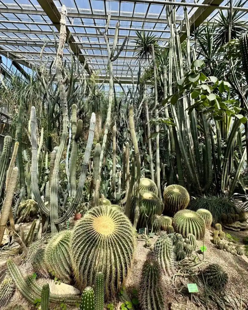 Cactus garden with tall and round varieties growing under a glass roof.