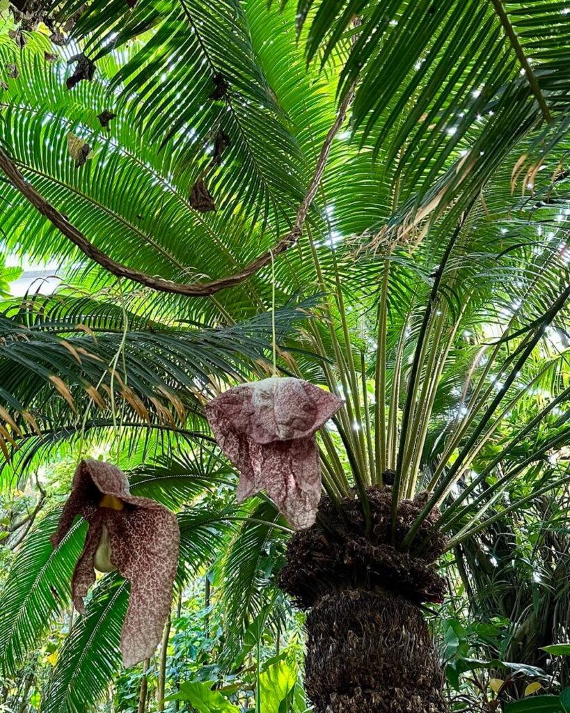 Two large maroon-speckled tropical flowers hang from a palm tree surrounded by lush green fronds.