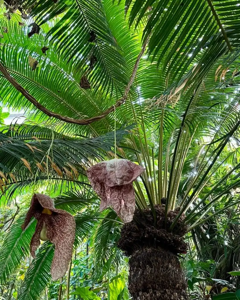 Two large maroon-speckled tropical flowers hang from a palm tree surrounded by lush green fronds.