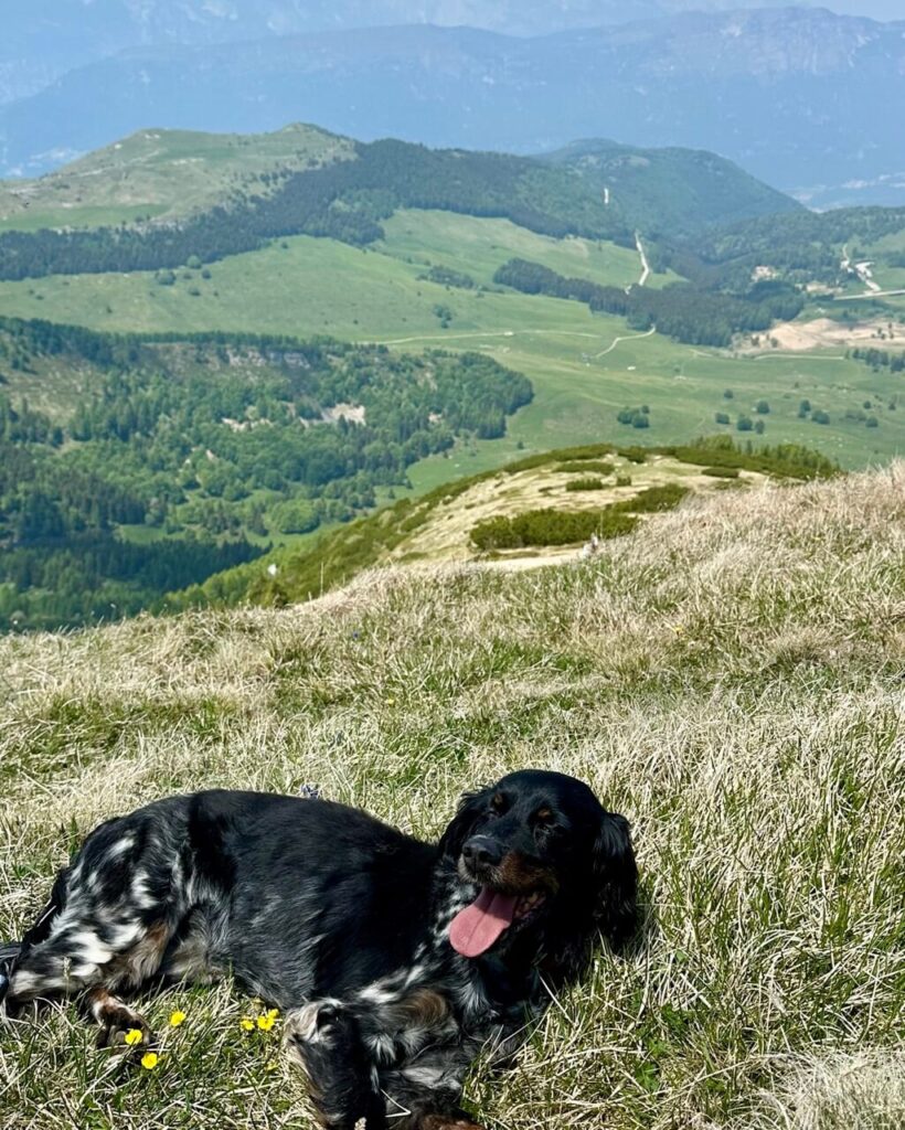 Black and white dog rests in dry mountain grass at Cima Verde with green valleys and hazy ridges behind it.
