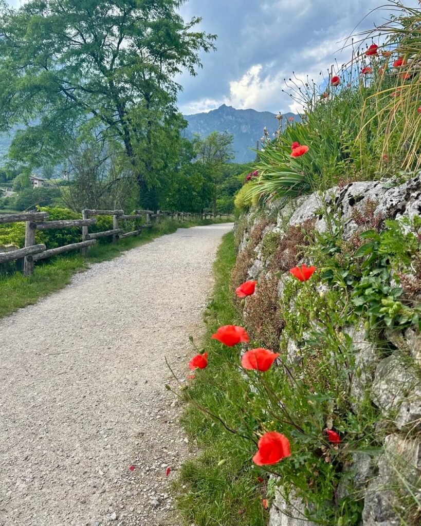 Gravel walking path near Lake Tenno Italy lined with red poppies. A stone wall. A wooden fence. And mountain views under cloudy skies.