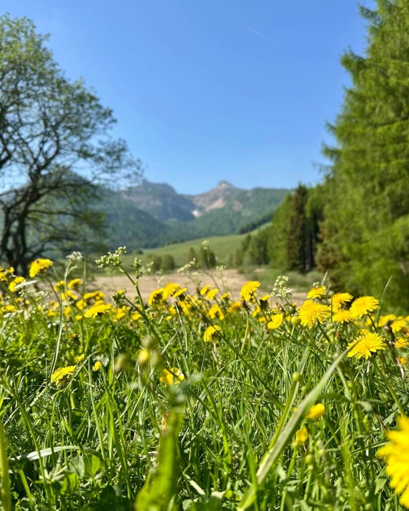 Yellow dandelions bloom in a grassy meadow at Monte Bondone with forest and mountains blurred in the background.