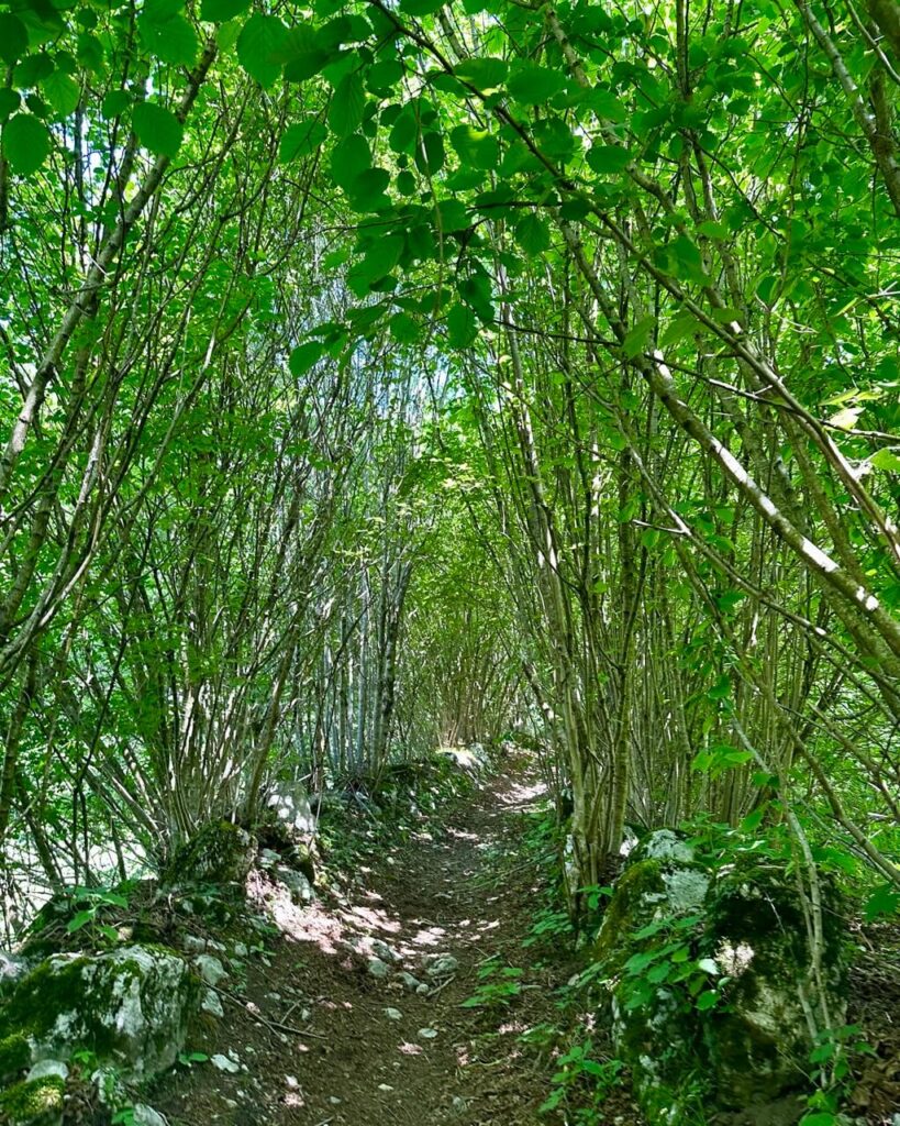 Narrow dirt trail passes through a tunnel of leafy green trees and mossy rocks on the way to Rifugio di San Pietro.