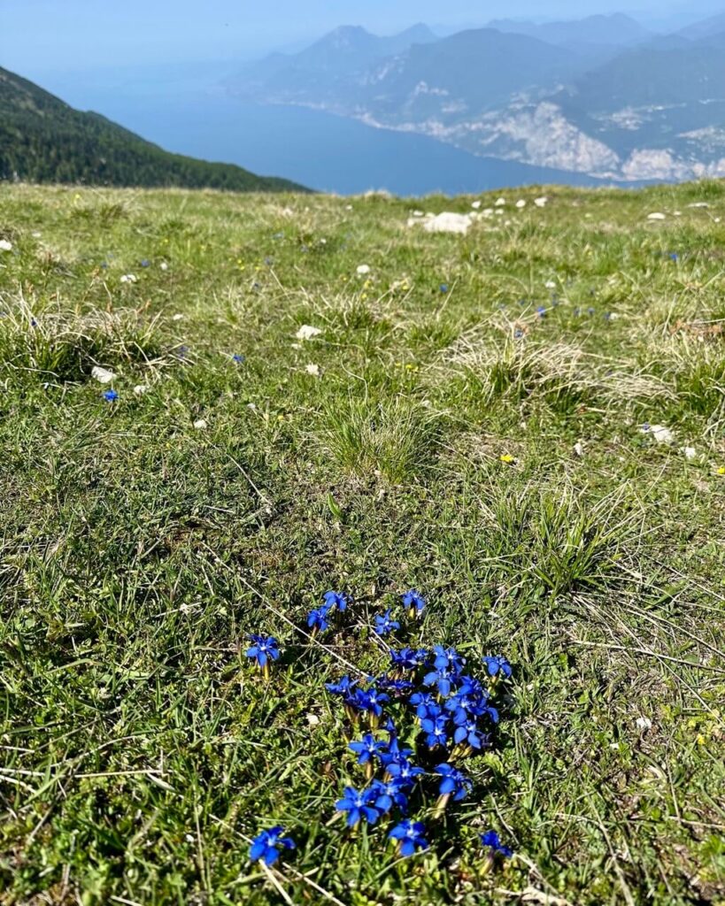 Small blue wildflowers bloom in a grassy alpine meadow during a Lake Garda hike with the lake and hazy mountains blurred in the background.