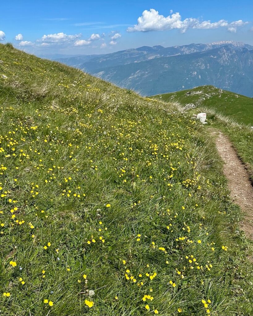 Narrow dirt hiking trail crosses a green meadow filled with small yellow wildflowers on Monte Altissimo di Nago. Blue mountain ridges rise in the background.