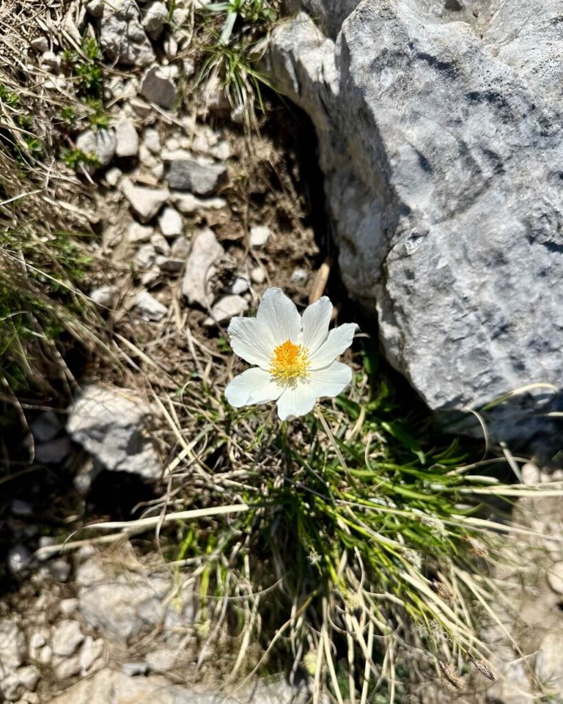 White alpine flower with a yellow center growing between pale rocks and dry grass on a Lake Garda hiking trail.