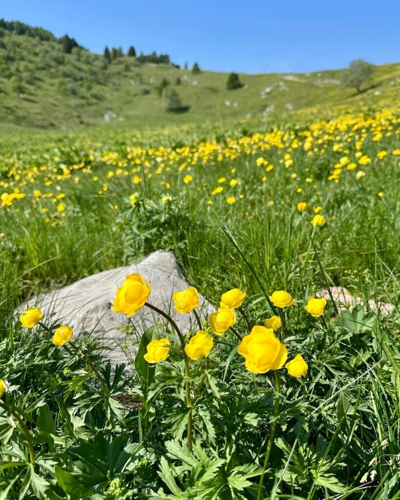 Yellow alpine flowers bloom across a green meadow at Monte Bondone with soft hills and scattered trees in the background.